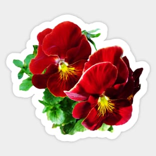 Two Red Pansies Sticker